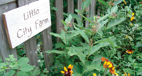 Little City Farm