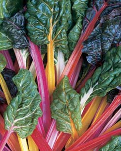 Swiss Chard