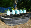 aquaponics