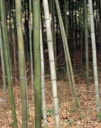 bamboo