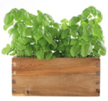 basil