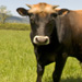 The pros and cons of grass-fed beef