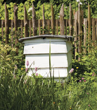 backyard beekeeping