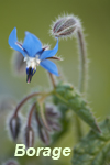 borage