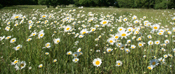 chamomile
