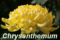 chrysanthemum