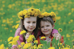 dandelions