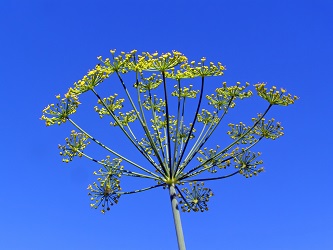 dill 