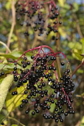 elder