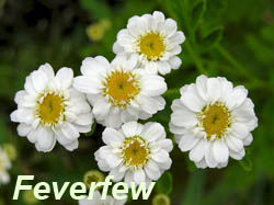 feverfew