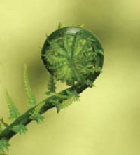 fiddlehead