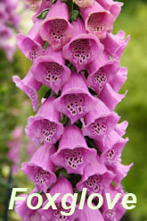 foxglove