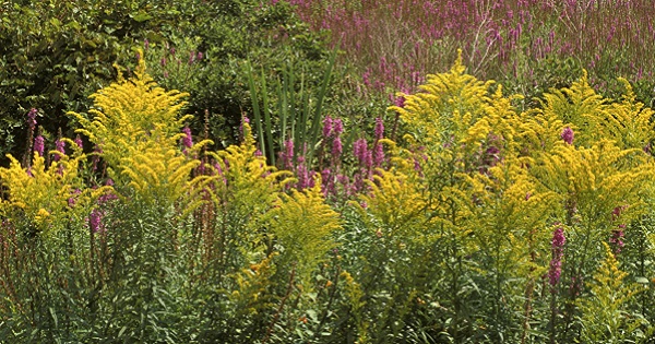 goldenrod