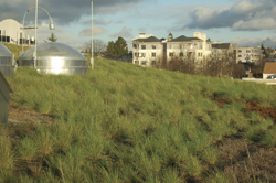 green roof library
