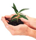 organic gardening