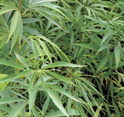 hemp