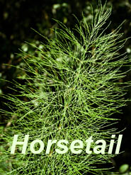 horsetail