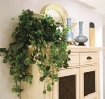 bring nature into your home