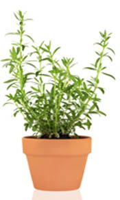hyssop