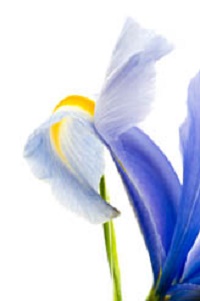 iris