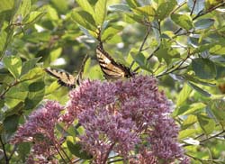 joe pye weed in a water conservation garden