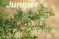 juniper