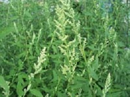lambsquarters