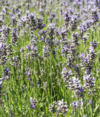 lavender