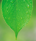 green leaf