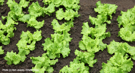 lettuce