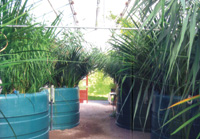 living system