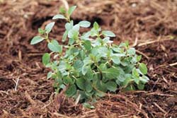 deep mulch  gardening and composting