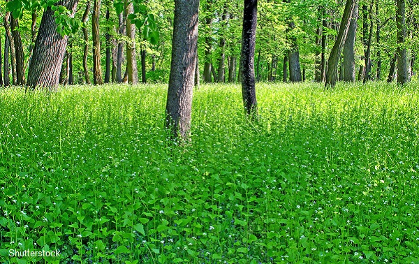 natural burial are green, simple and affordable