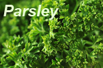 parsley