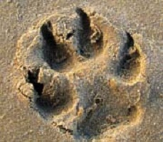 dog's eco footprint