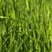 pesticide-free lawns