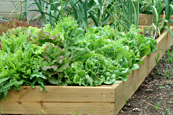 raised bed gardening