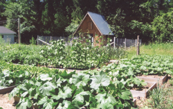 raised bed garden