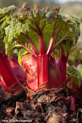 rhubarb