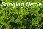 stinging nettle