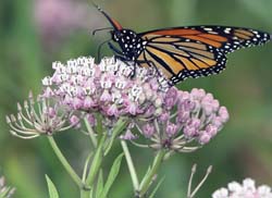 swamp milkweed in a water conservation garden