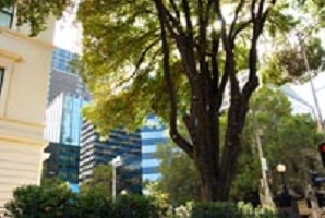 city trees