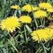 edible weeds