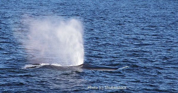 respectful whale watching