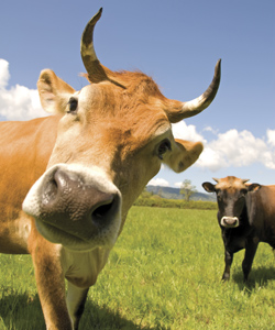 beef