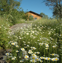 wildflower garden